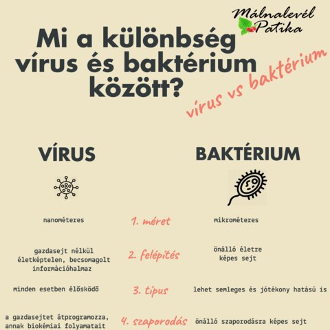 Baktériumok kontra vírusok: mi a különbség?