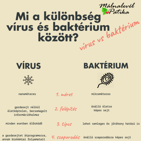 Mi a klnbsg vrus s baktrium kztt?